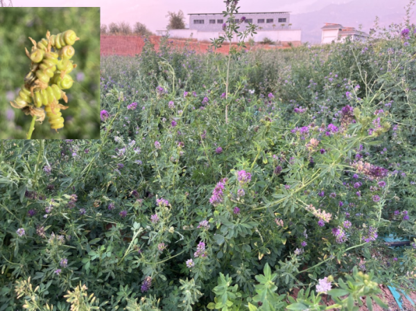 中国星配资 效率有望提升2倍 蒙草生态联合云南元谋研发中心高效推进牧草资源加代扩繁